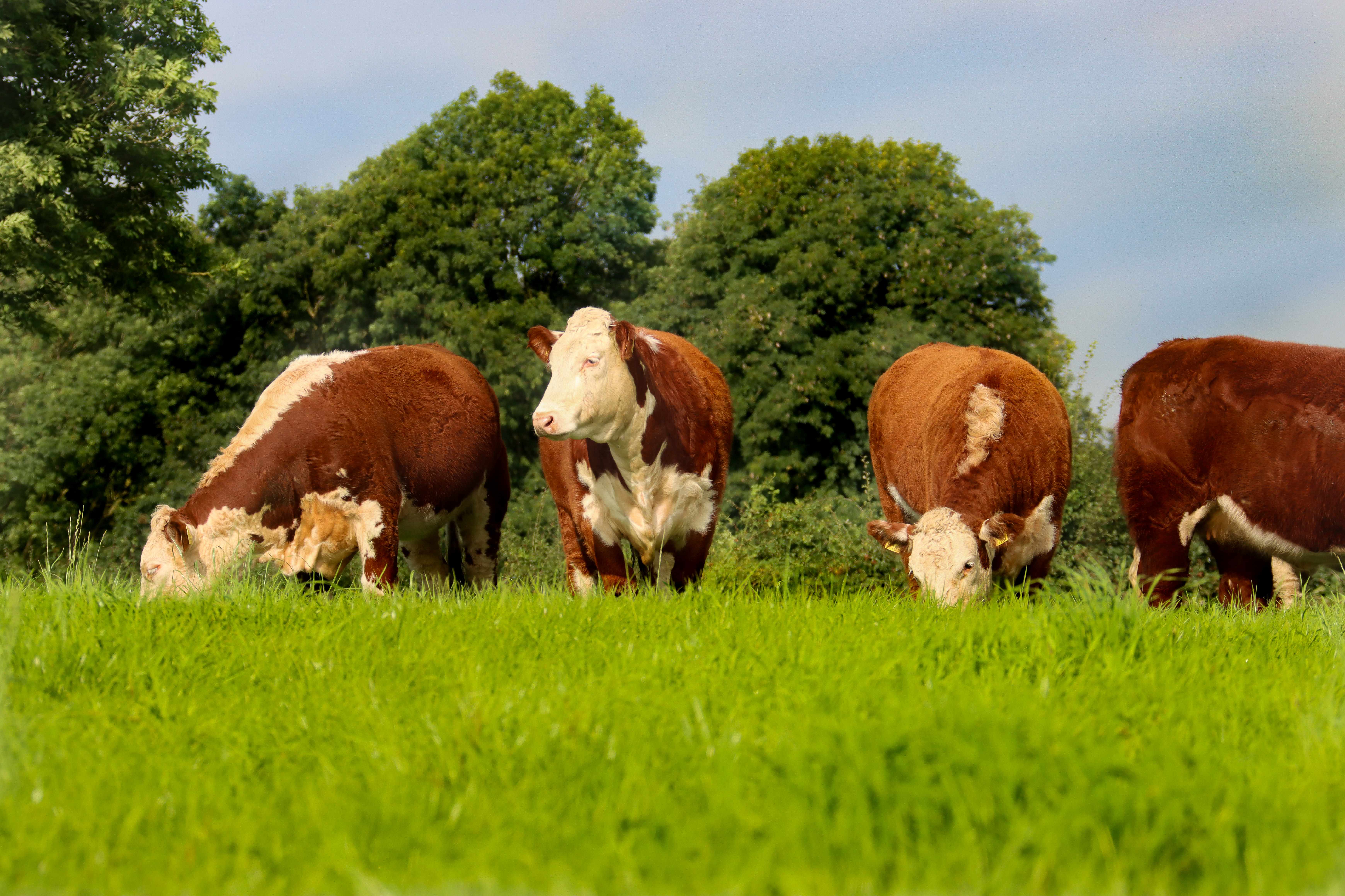 brown and black cows
